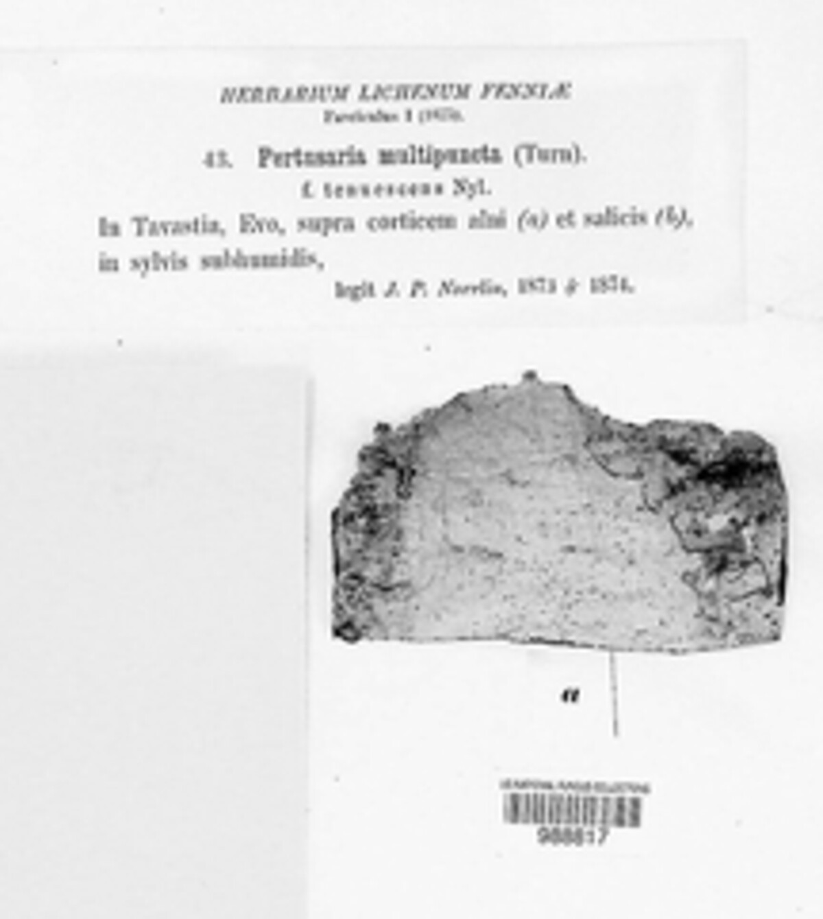 Lepra multipuncta image